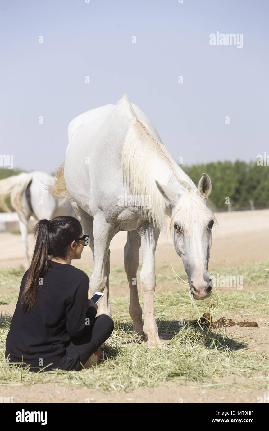 Cheval Arabe. Cavalier et son cheval après une balade d'endurance. Abu Dhabi Banque D'Images