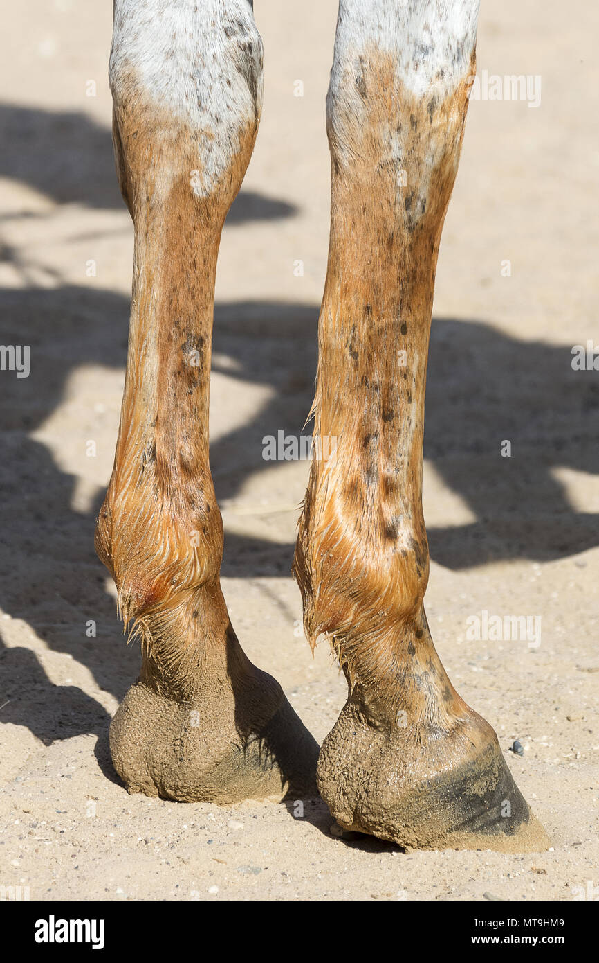 Cheval Arabe. Pattes de devant d'un chevaux teints à l'aide de pâte de henné. Abu Dhabi Banque D'Images