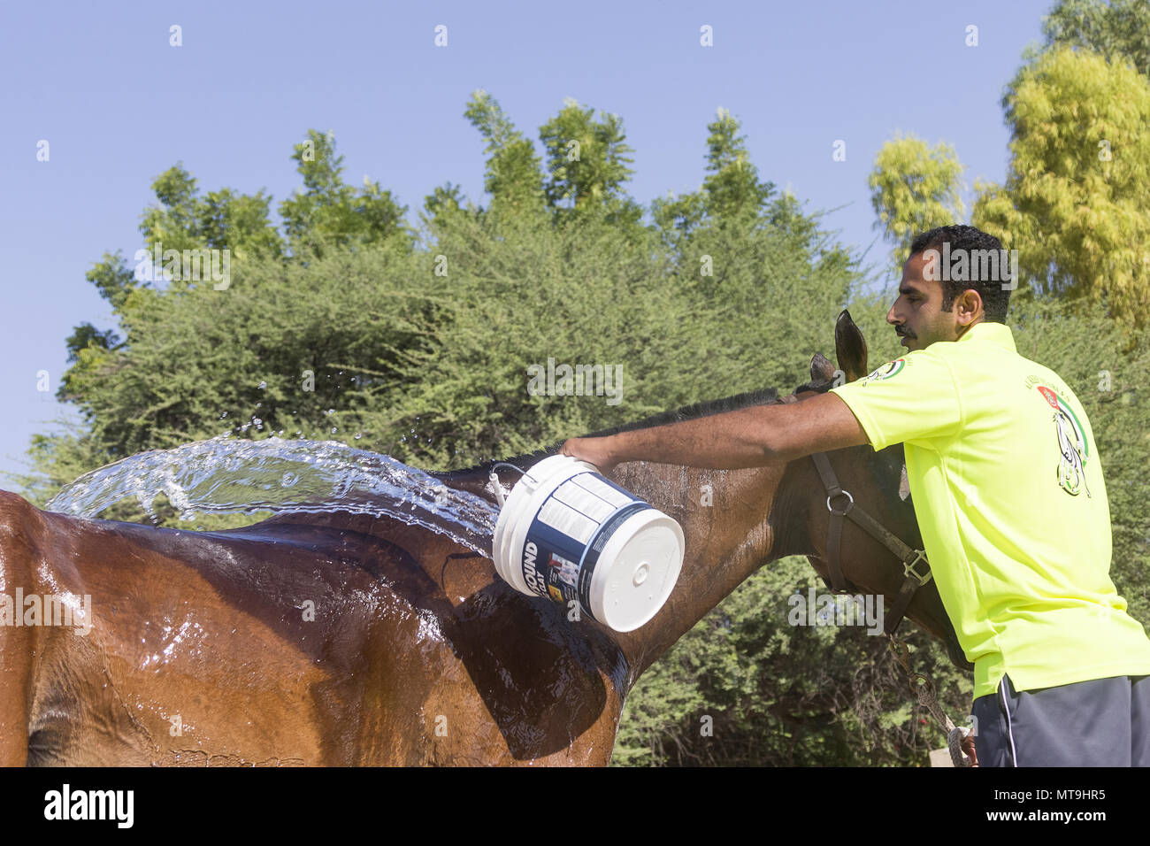 Cheval Arabe. Groom refroidissement cheval après un tour d'endurance. Abu Dhabi Banque D'Images