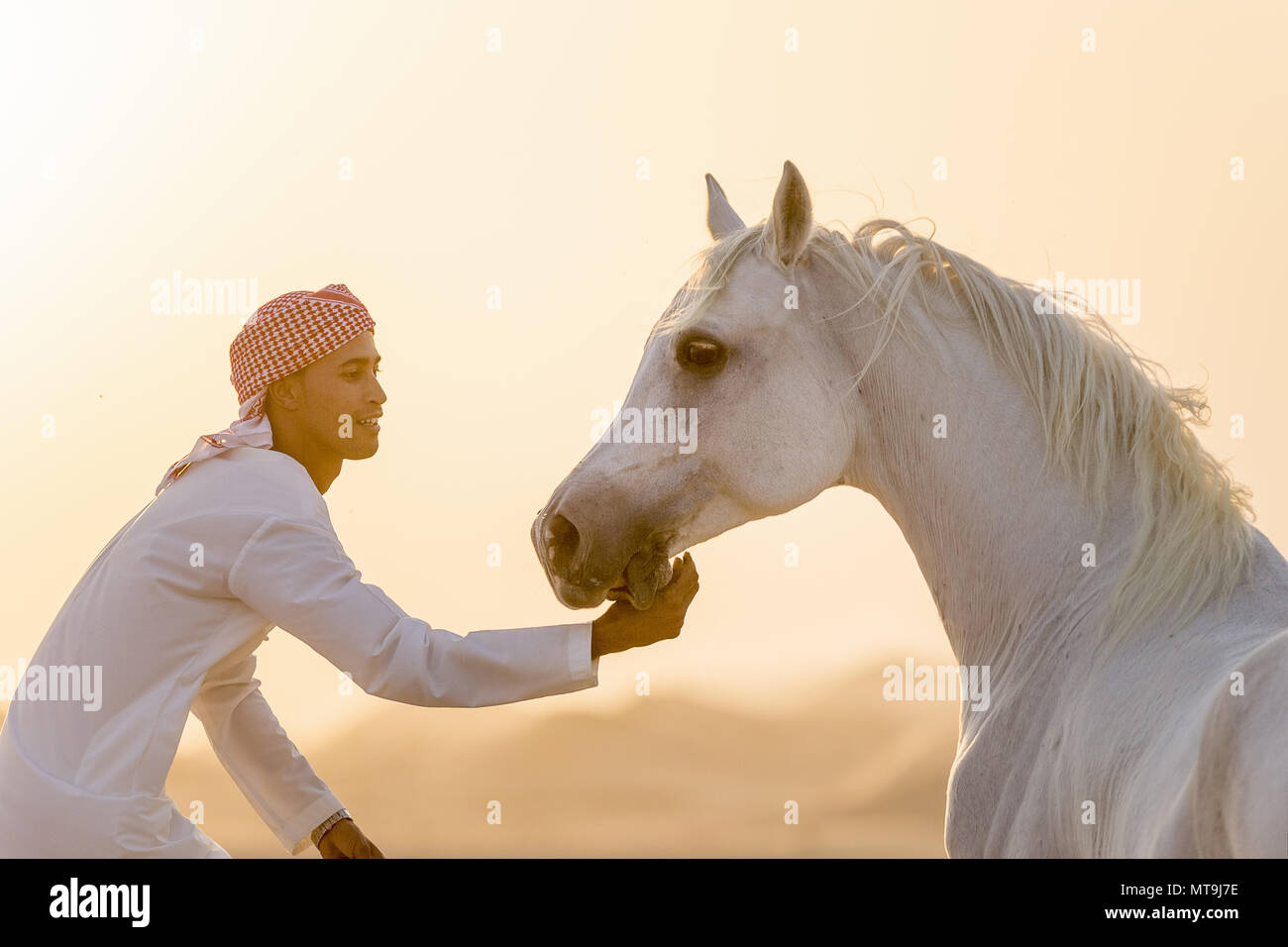 Cheval Arabe. Adultes gris et le marié le lissage dans le désert dans le désert. Abu Dhabi Banque D'Images