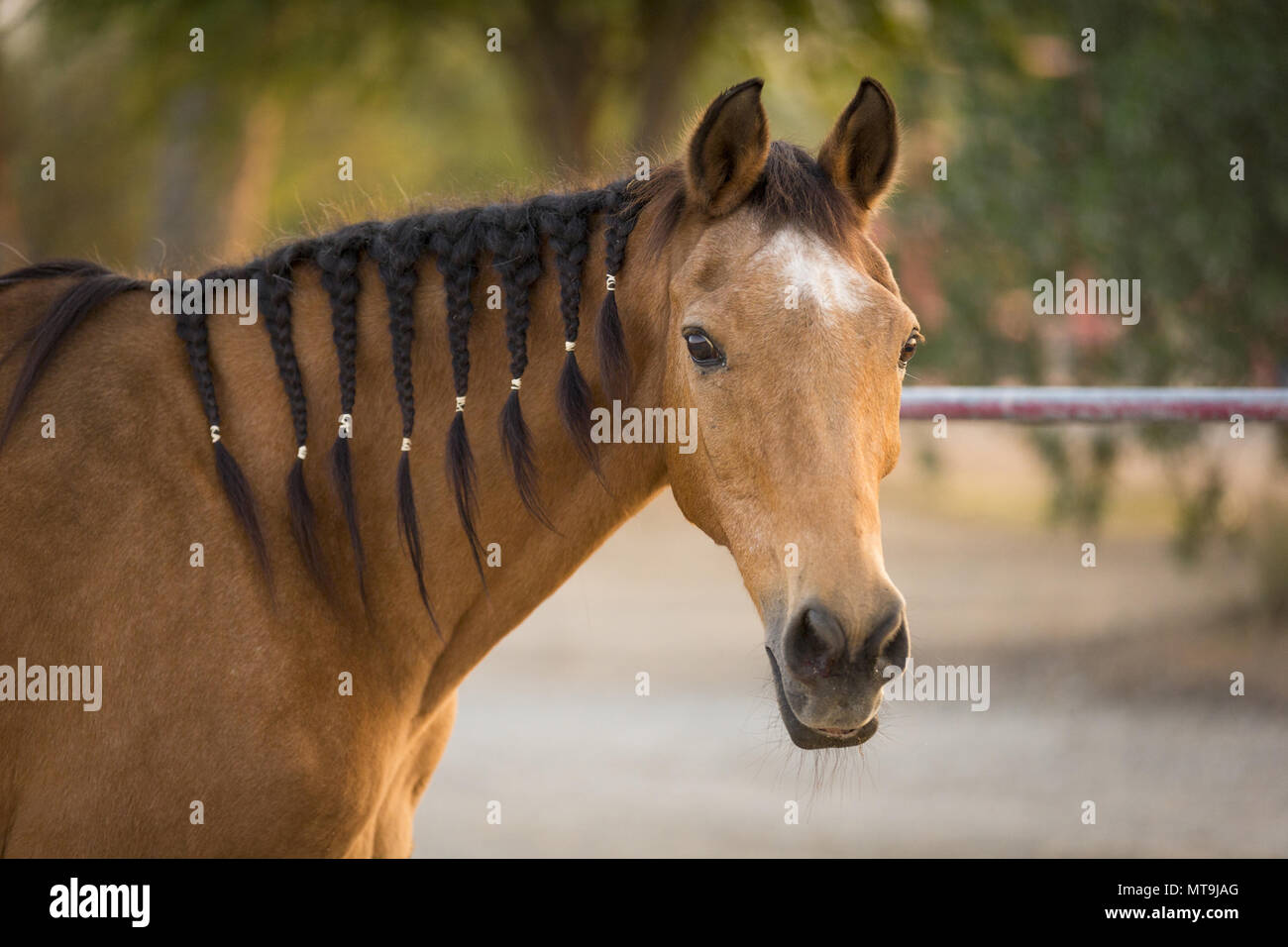Le Cheval Arabe :: Kalliste Arabians