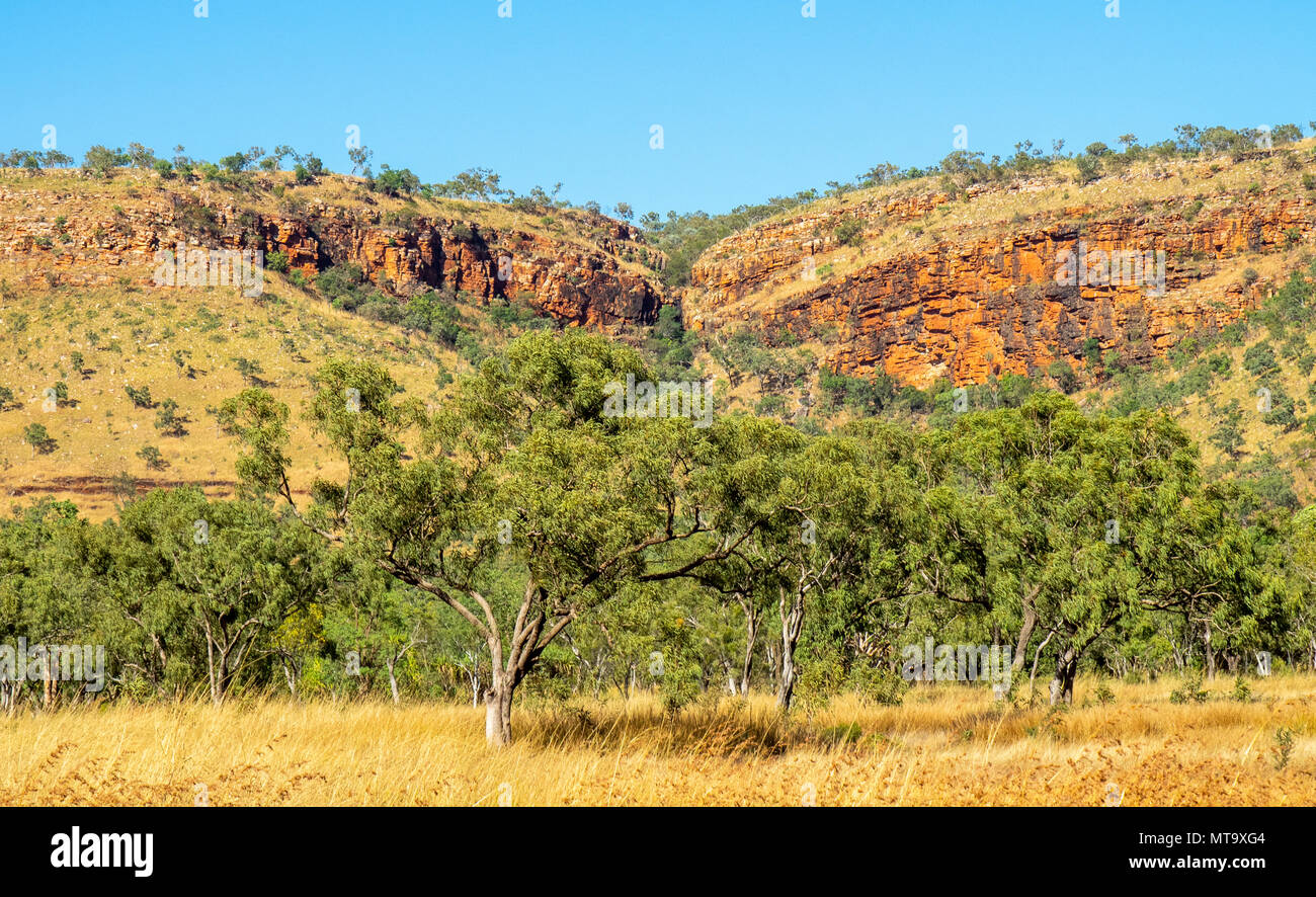 Bois d'eucalyptus, de savane et de falaises rouges pindan le Roi Léopold va dans le Kimberley, WA, Australie. Banque D'Images