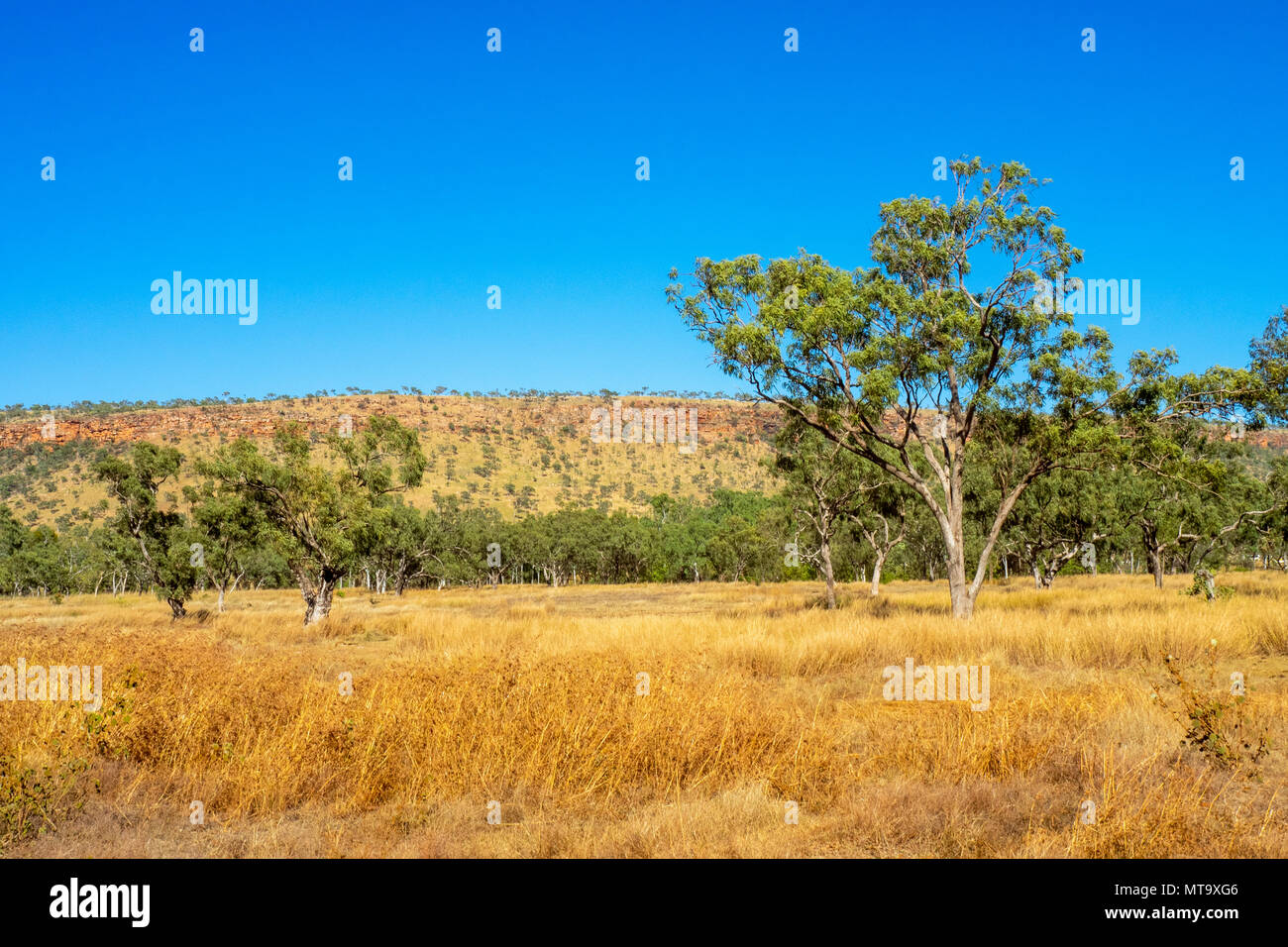 Les forêts d'eucalyptus de savane le long de la Gibb River Road, Kimberley, WA, Australie. Banque D'Images