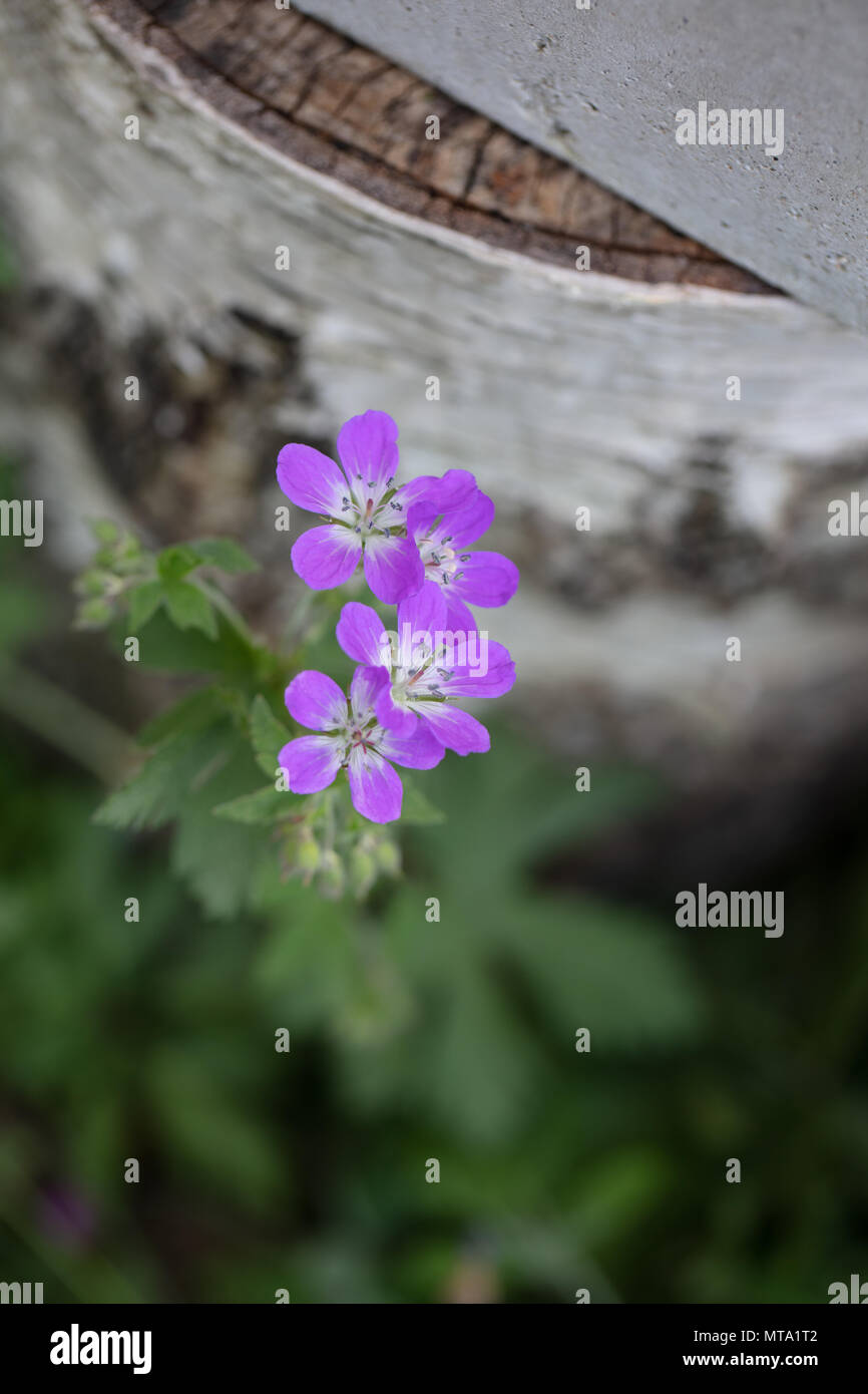 Géranium sanguin en bois, Skogsnäva (Geranium sylvaticum) Banque D'Images