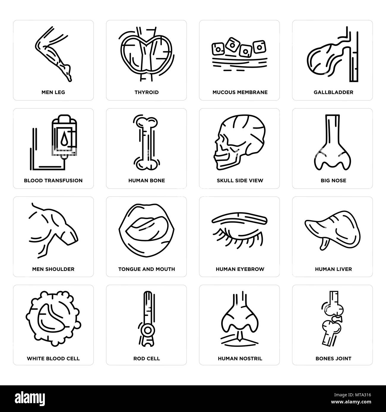 Ensemble de 16 icônes modifiable simple tels que les os de l'articulation, Narine, cellule de tige, des globules blancs, le foie, les hommes de la jambe, la transfusion sanguine, épaule, crâne Sid Illustration de Vecteur