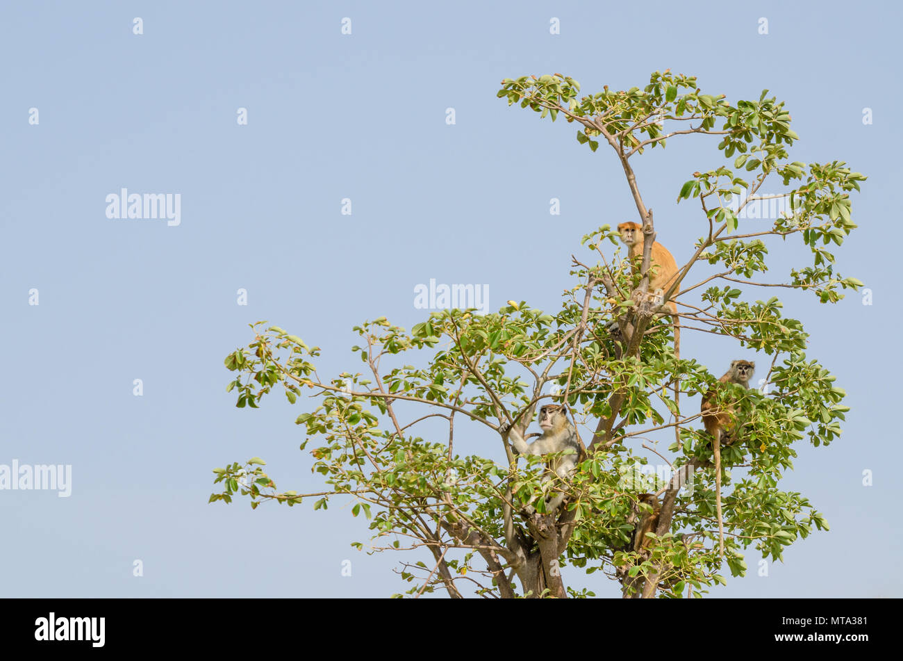 Groupe de singes sauvages mona Campbell's sitting in tree top isolés contre le ciel bleu, le Sénégal, l'Afrique Banque D'Images