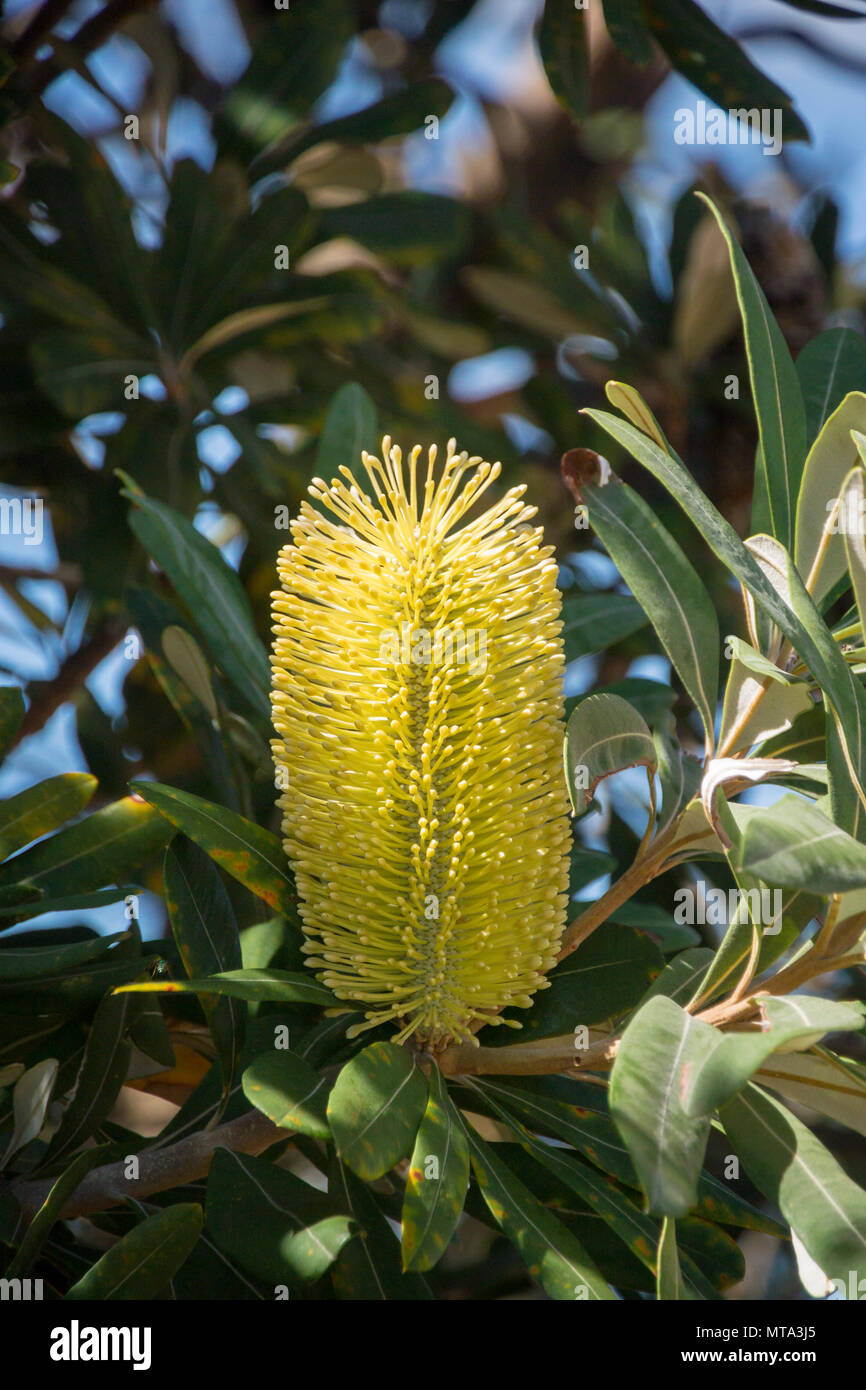 Banksia jaune fleur et feuillage, New South Wales, Australie Banque D'Images