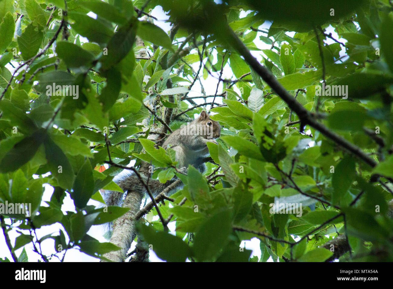 La faune naturelle du parc naturel de chipinque à Monterrey Mexique Banque D'Images