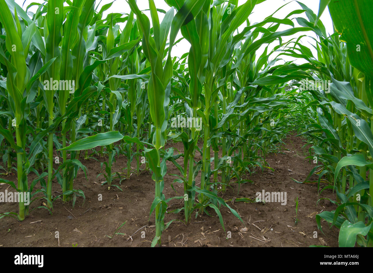 Les plantes de maïs cultivé dans le domaine agricole. Banque D'Images