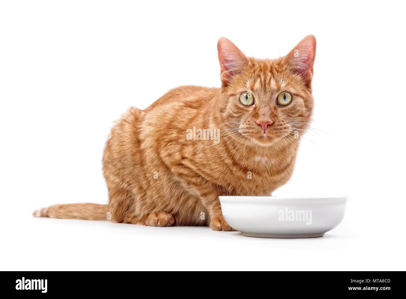 Le gingembre cat assis autour d'un bol de nourriture et à la recherche de l'appareil photo - isolé sur blanc. Banque D'Images