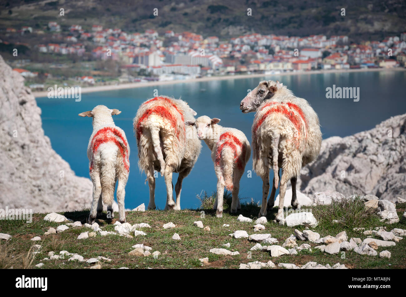 Troupeau de moutons et agneaux dans les marquages peints rouge debout au-dessus de la baie de Baska, île de Krk, Croatie, avec seulement un agneau regardant la caméra. Banque D'Images