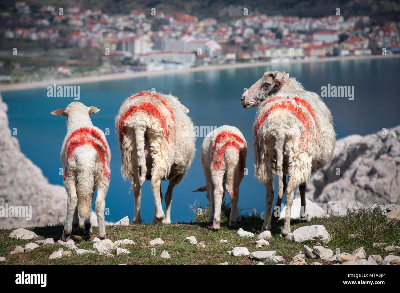 Quatre Moutons et agneaux, avec des marquages rouges peints sur leur peau, le pâturage au-dessus de la baie d'un bleu turquoise. Prise au dessus de Baska, village sur l'île de Krk Banque D'Images