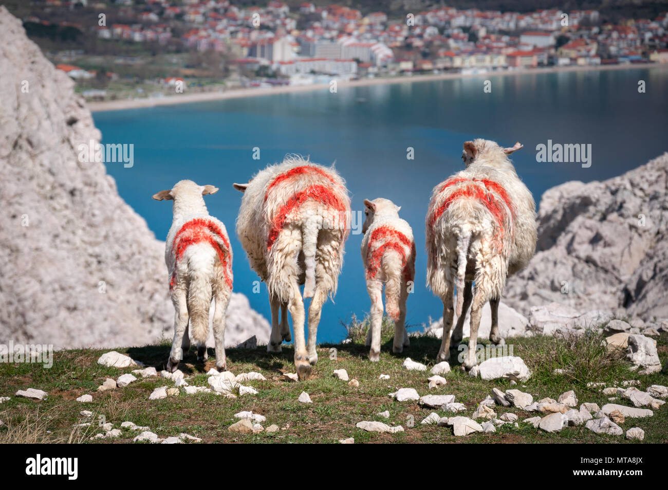 Moutons et agneaux avec marquages rouges, debout sur une falaise au-dessus de la baie turquoise, à l'égard de population place dans la distance (Baska, Krk, Croatie) Banque D'Images