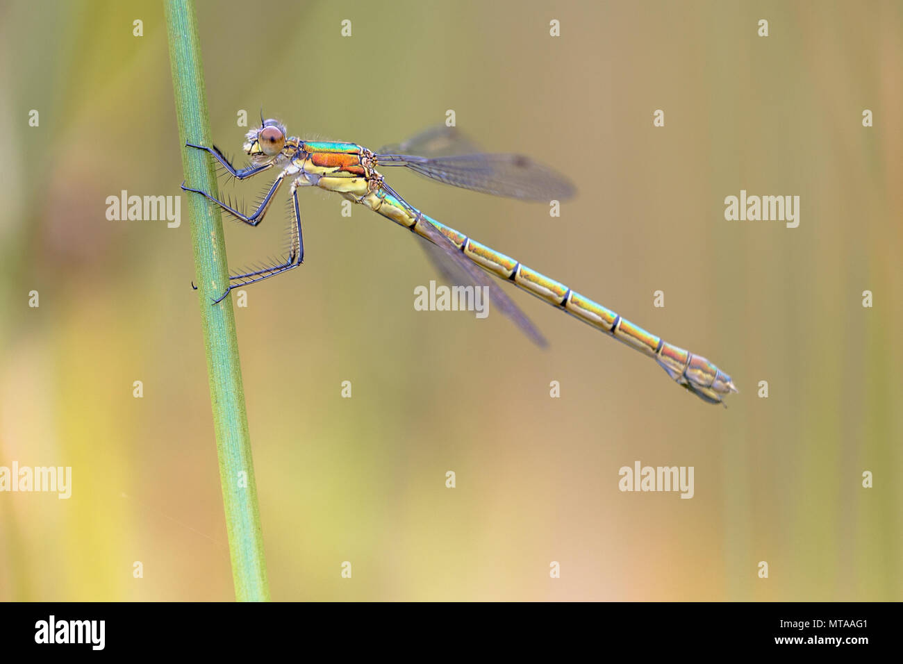 Femme Willow emerald (Chalcolestes viridis demoiselle) reposant sur la tige de l'herbe en début de matinée Banque D'Images