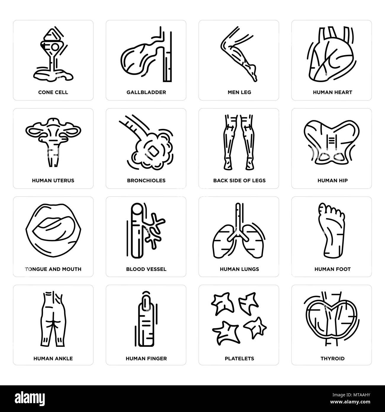 Ensemble de 16 icônes modifiable simple comme la thyroïde, les plaquettes, les fabricants, la cheville, le pied, la cellule de cône, de l'utérus, de la langue et de la bouche, l'arrière des jambes peut être utilisé Illustration de Vecteur