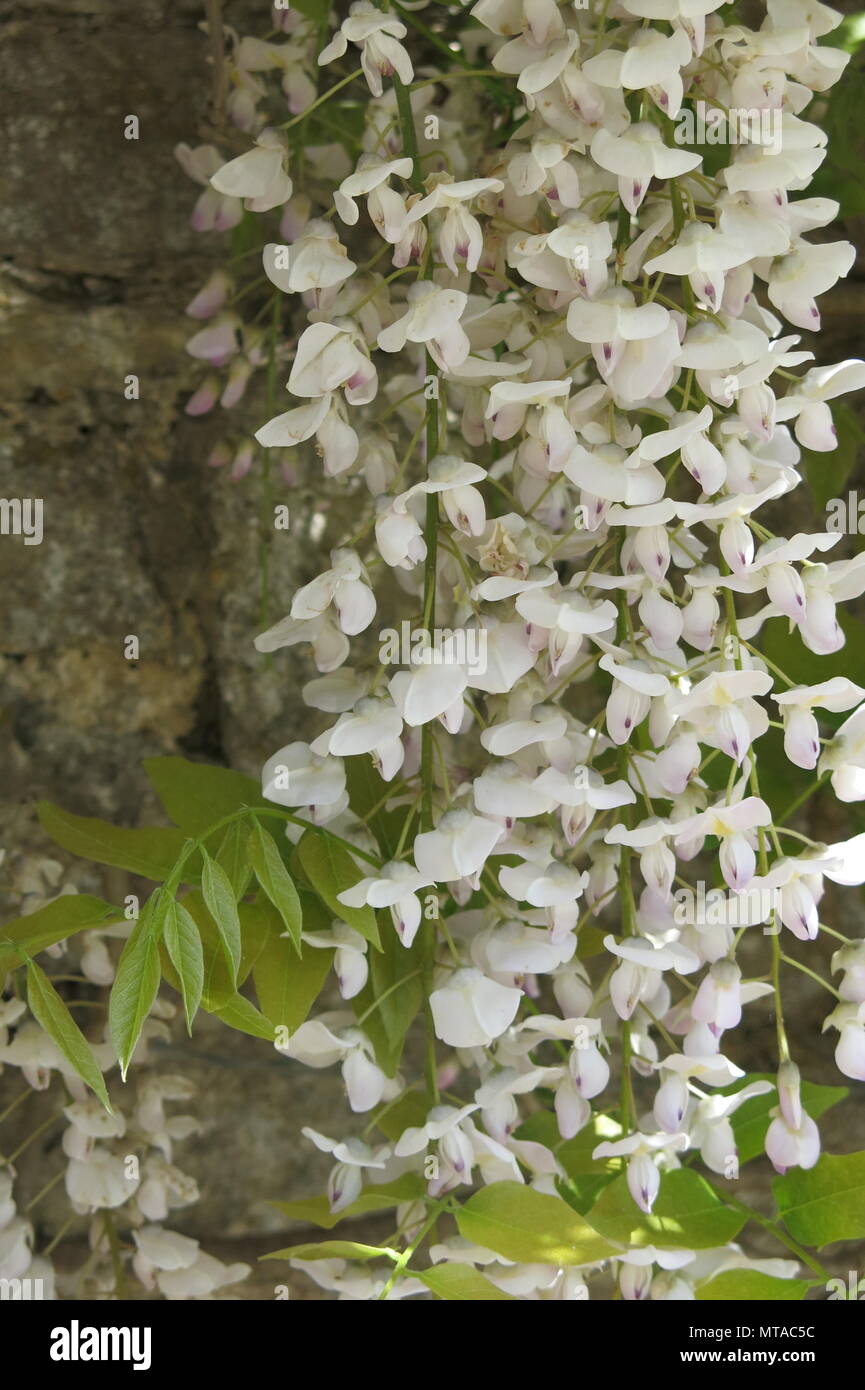 Cette magnifique glycine blanche était en pleine floraison à la mi-mai, au bord de la voiture-park à Ightham Mote, le National Trust manoir entouré de douves dans le Kent. Banque D'Images