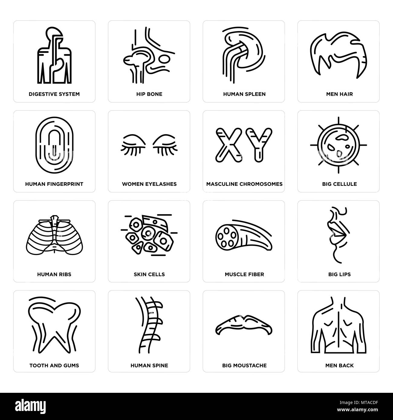 Ensemble de 16 icônes modifiable simple comme hommes, Big Moustache, système digestif, Dent et gencive, des lèvres, de la fibre musculaire, les cellules de la peau, l'os de la hanche peut être utiliser Illustration de Vecteur