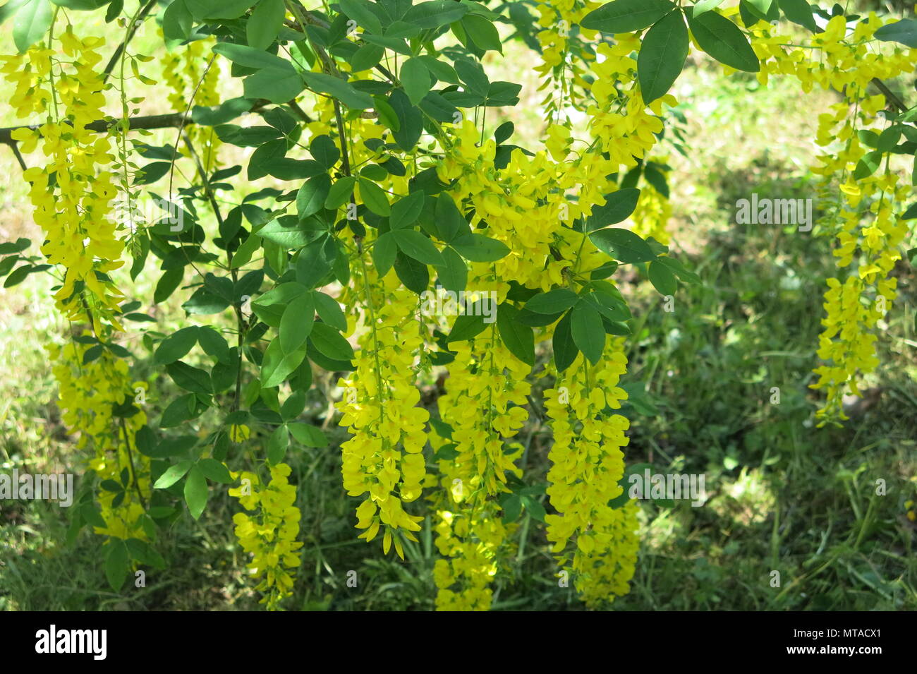 Cet arbre laburnum était en pleine floraison avec de longs racèmes magnifique de fleurs jaunes, dans les motifs de Ightham Mote à la mi-mai Banque D'Images