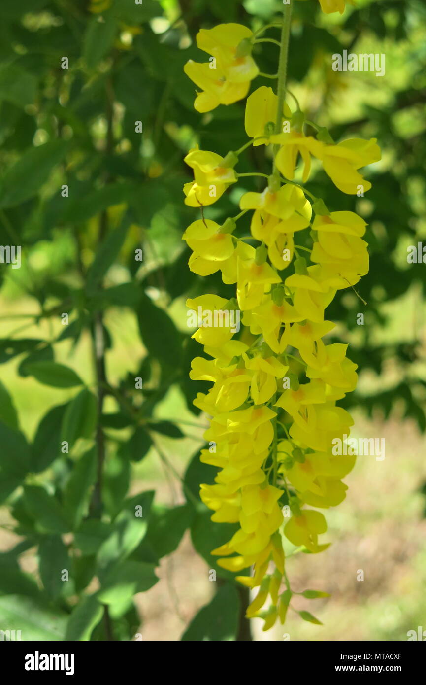 Cet arbre laburnum était en pleine floraison avec de longs racèmes magnifique de fleurs jaunes, dans les motifs de Ightham Mote à la mi-mai Banque D'Images