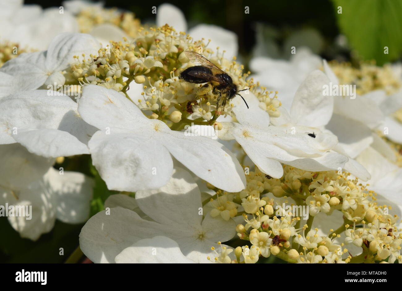 Vers le bas avec du pollen d'Abeille laden Banque D'Images