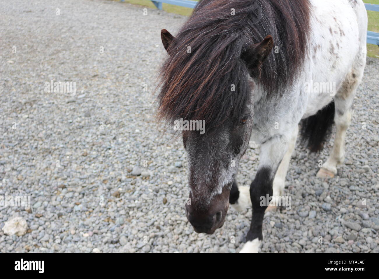 Adorable cheval islandais poilu Banque D'Images