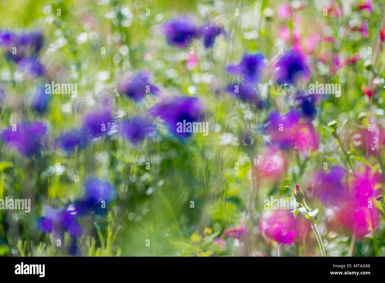 Des problèmes de mise au point des images de fleurs colorées simular à une peinture impressionniste de Monet. Banque D'Images