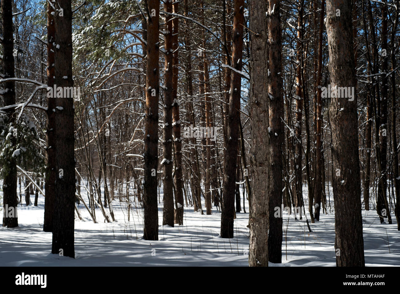 Pin Sapin de troncs d'arbre dans la nature avec de la neige au sol couvrant le sol de la forêt et les arbres forestiers Banque D'Images