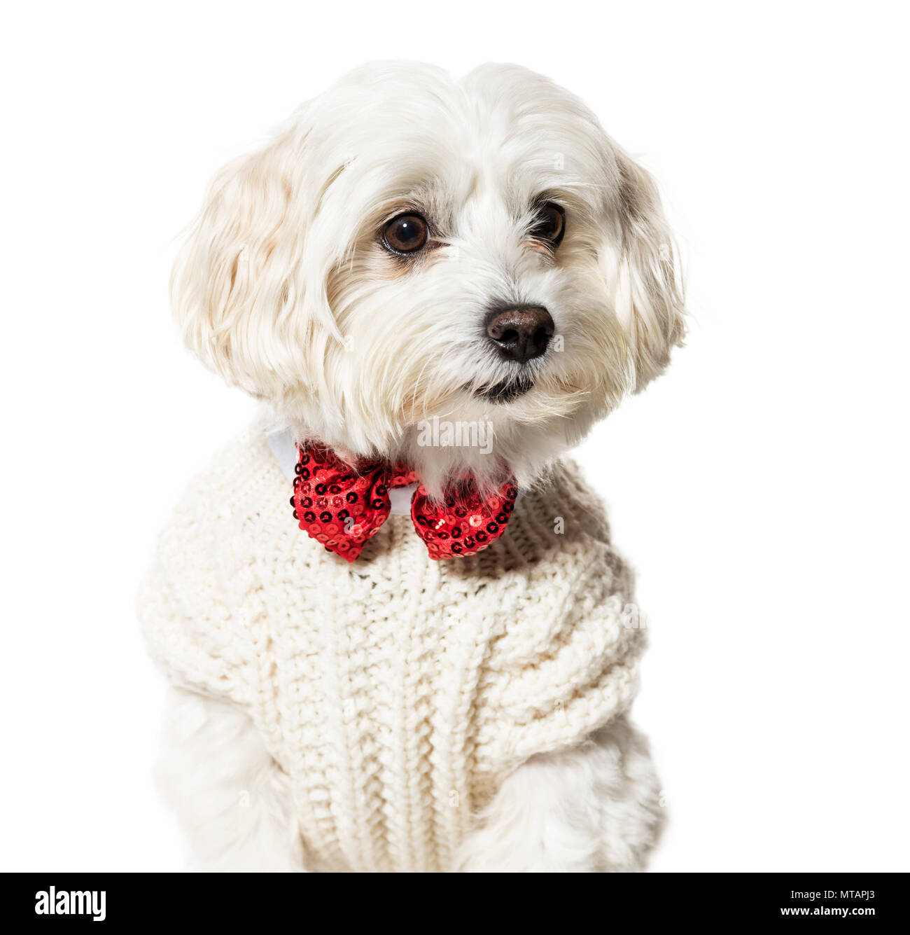 Chien maltais en nœud papillon et sweater against white background Banque D'Images