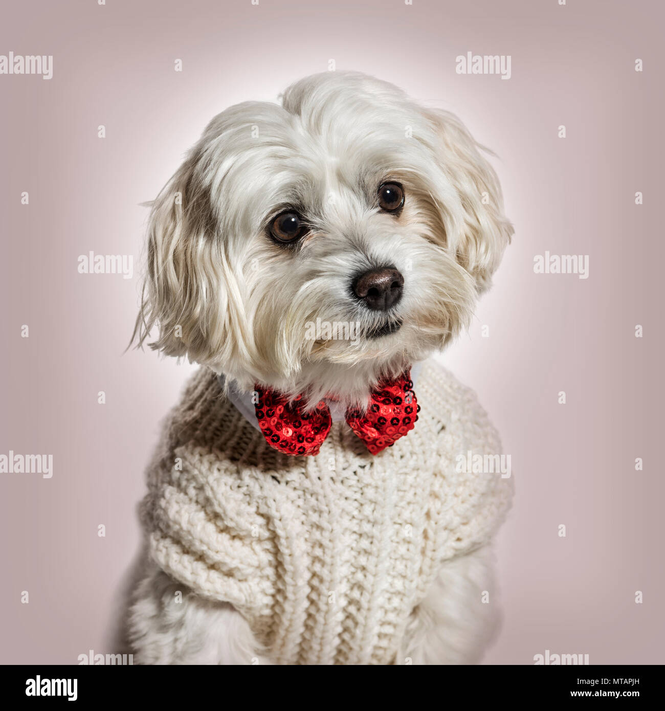 Chien maltais en nœud papillon et sweater contre fond beige Banque D'Images