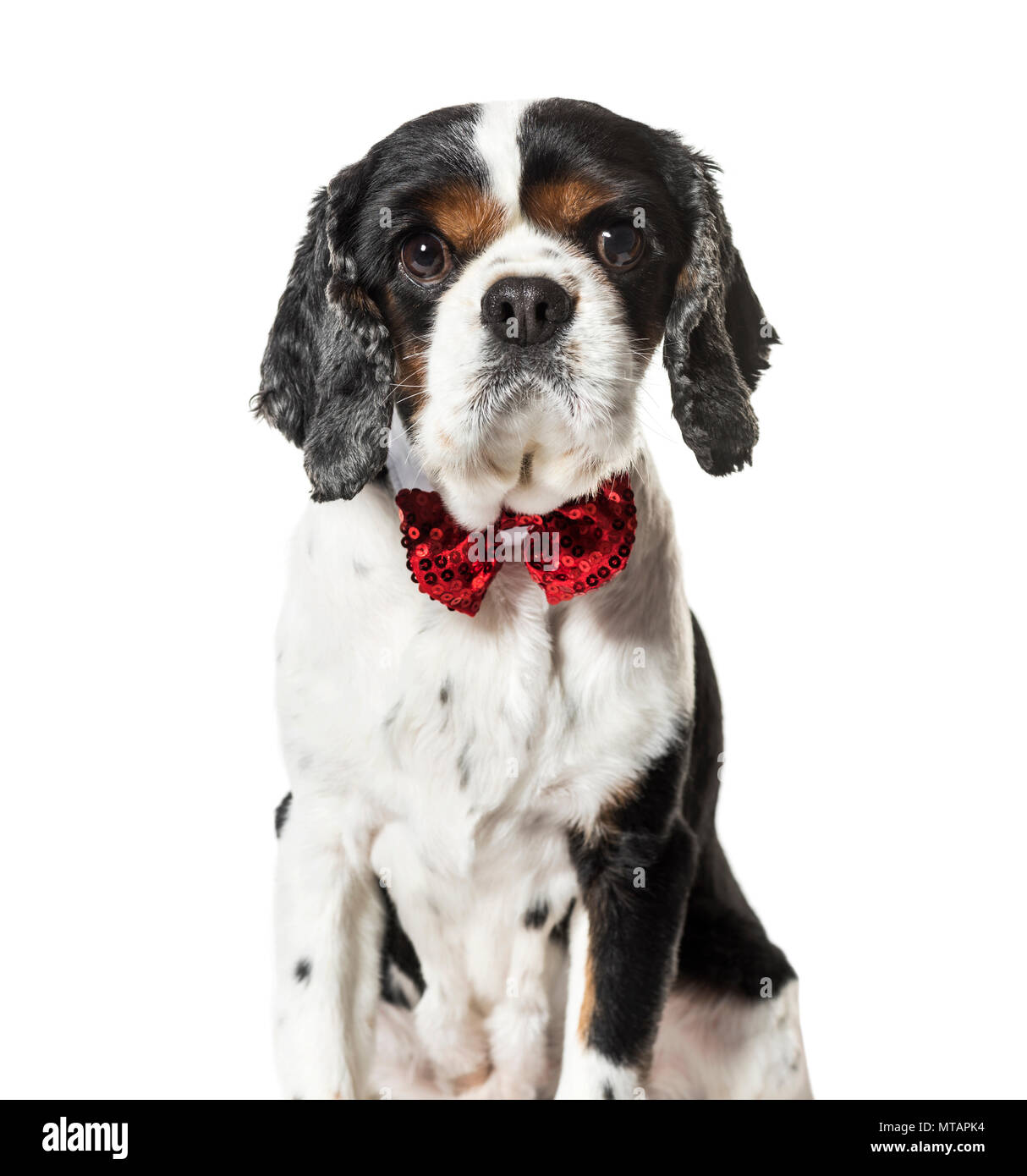 Mixed breed dog in red Bow tie against white background Banque D'Images