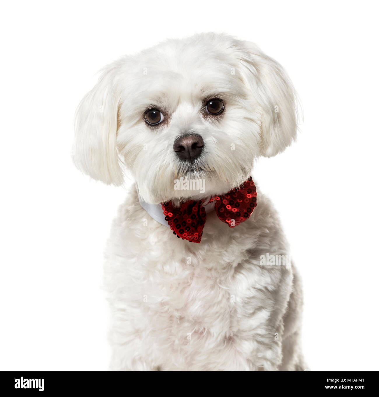 Chien maltais dans Bow tie against white background Banque D'Images