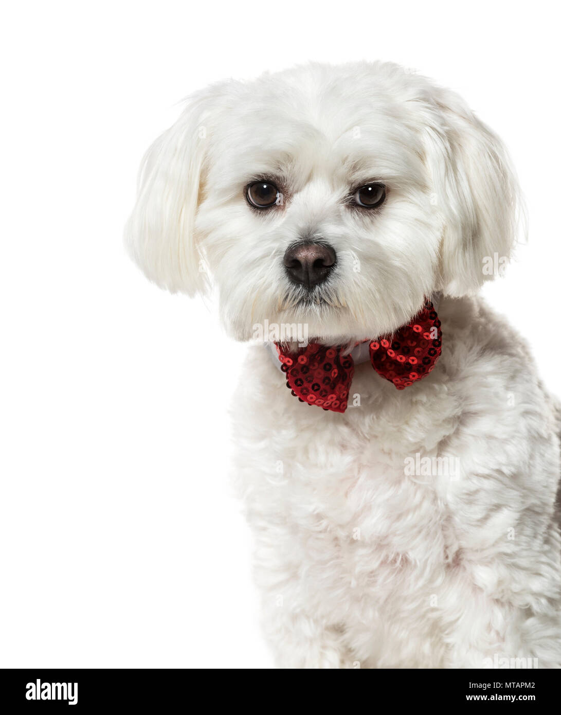 Chien maltais dans Bow tie against white background Banque D'Images