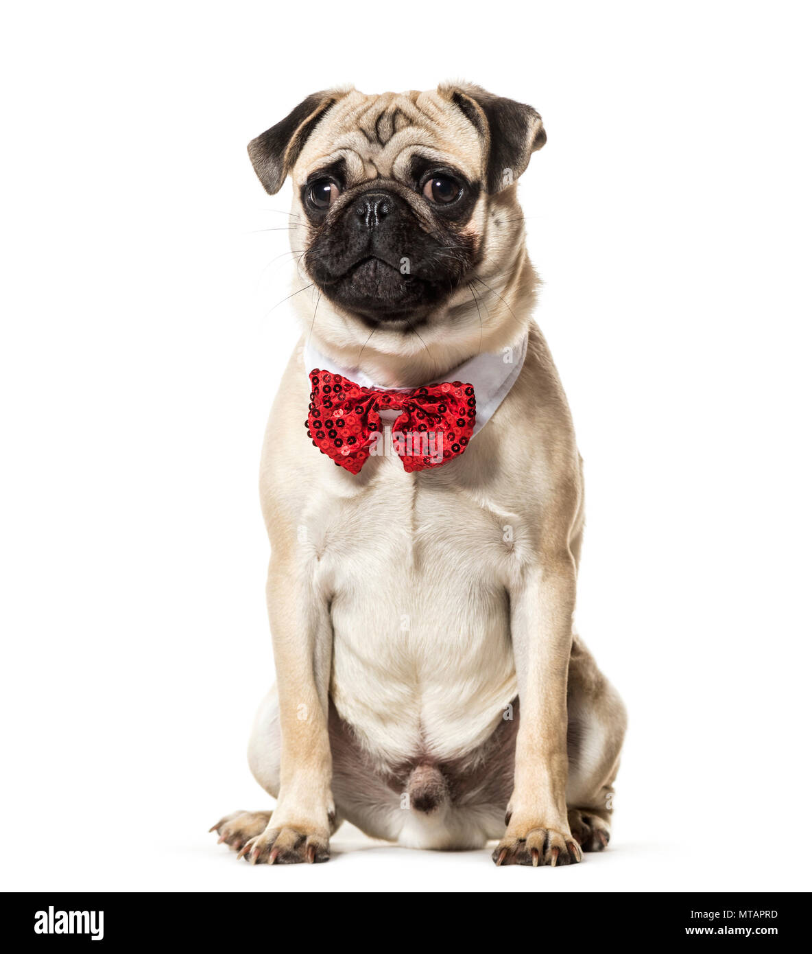 Noeud papillon rouge en Pug sitting against white background Banque D'Images