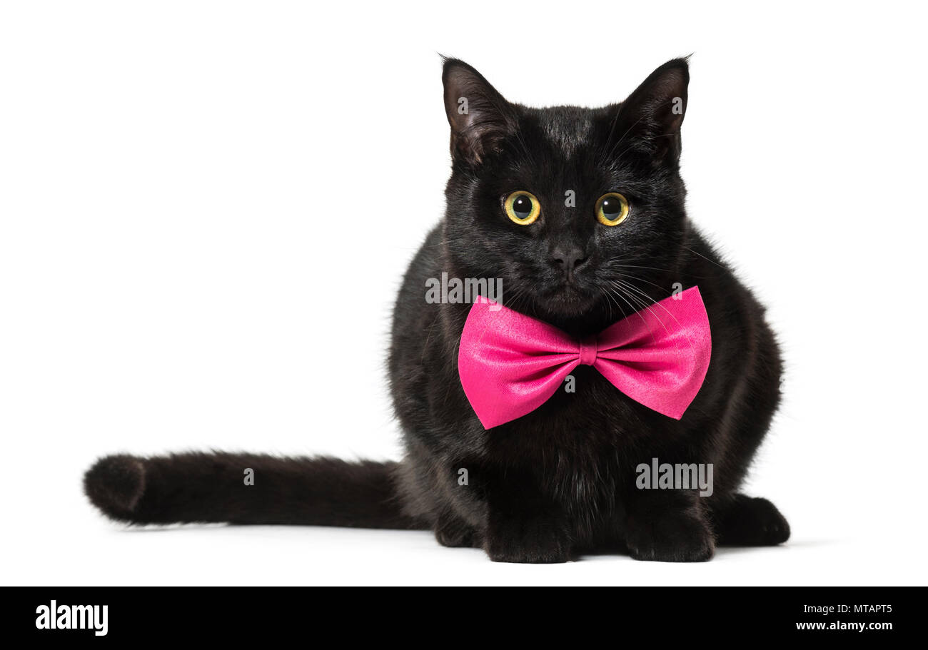 Mixed-race de chat rose en contre fond blanc Banque D'Images