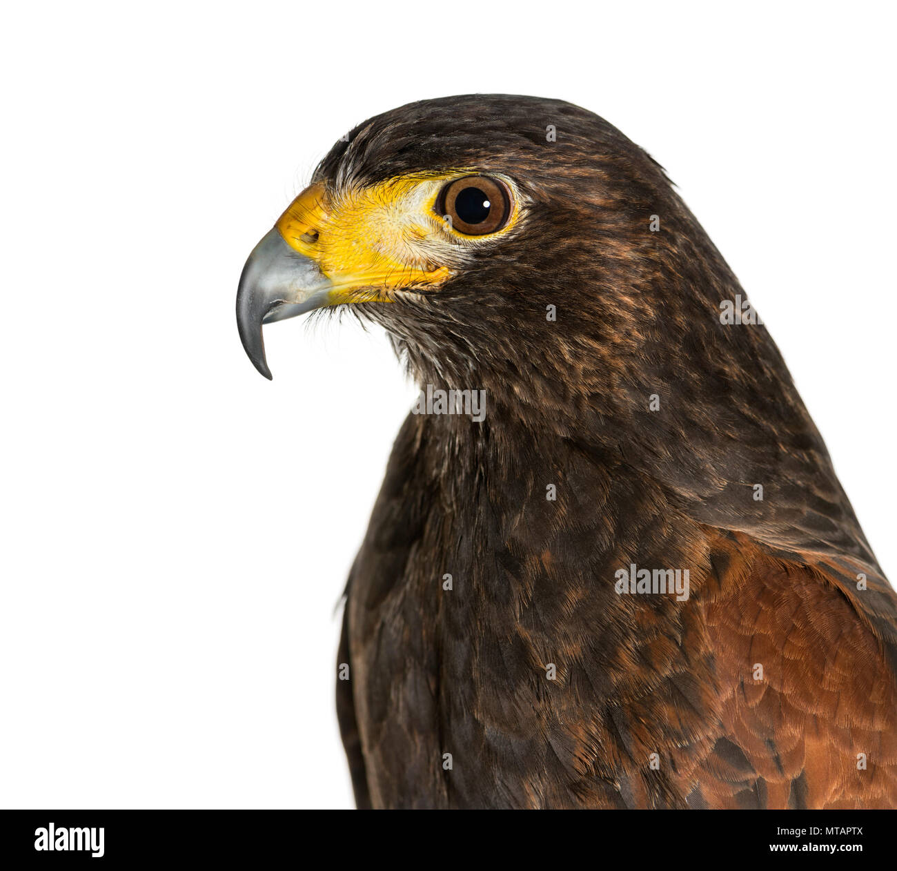 Profil de Harris Parabuteo unicinctus, l'épervier, against white background Banque D'Images