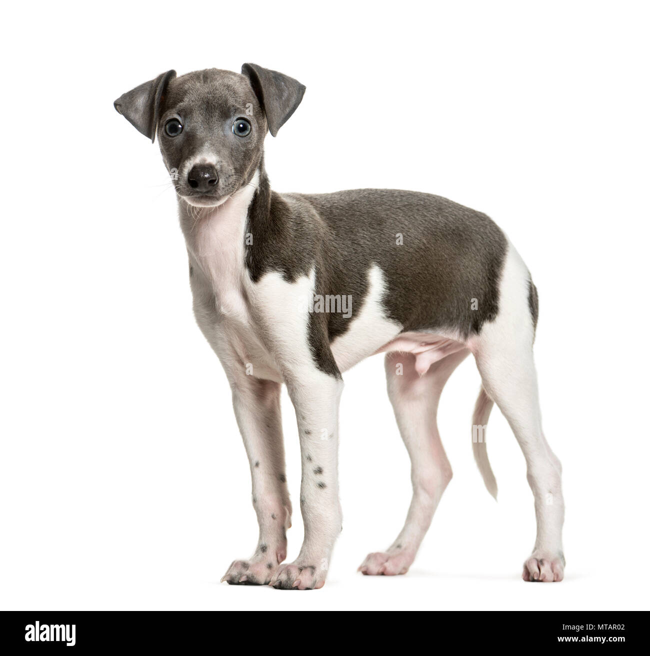 Chiot lévrier italien standing against white background Photo Stock - Alamy