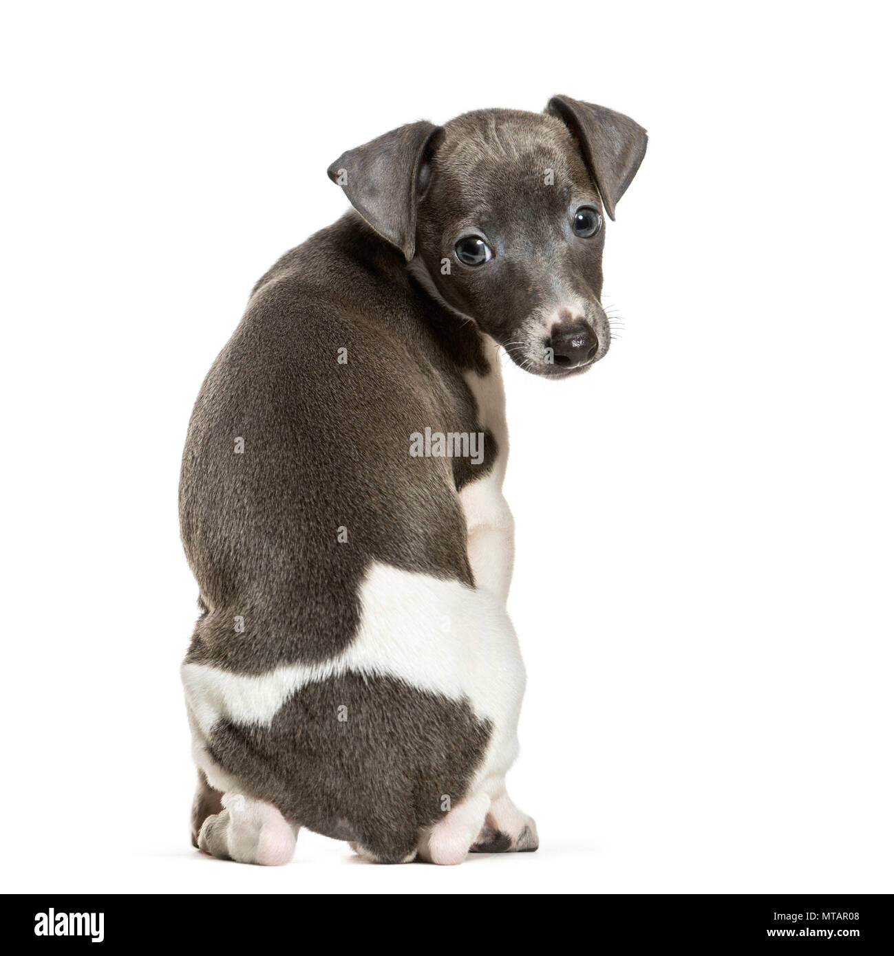 Italian Greyhound puppy sitting against white background Banque D'Images