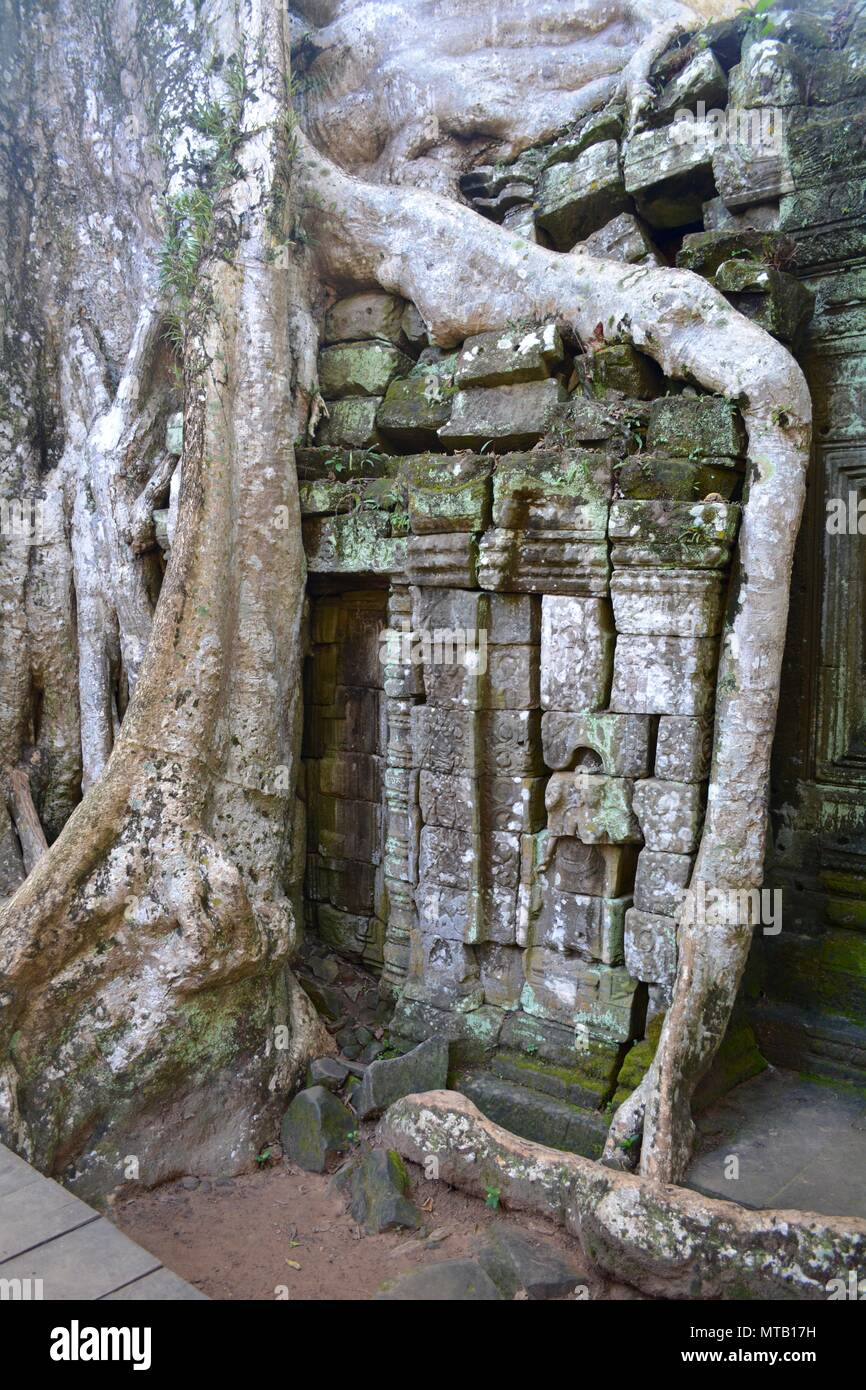 Arbres et ruines à ta phrom temple Cambodge Banque D'Images