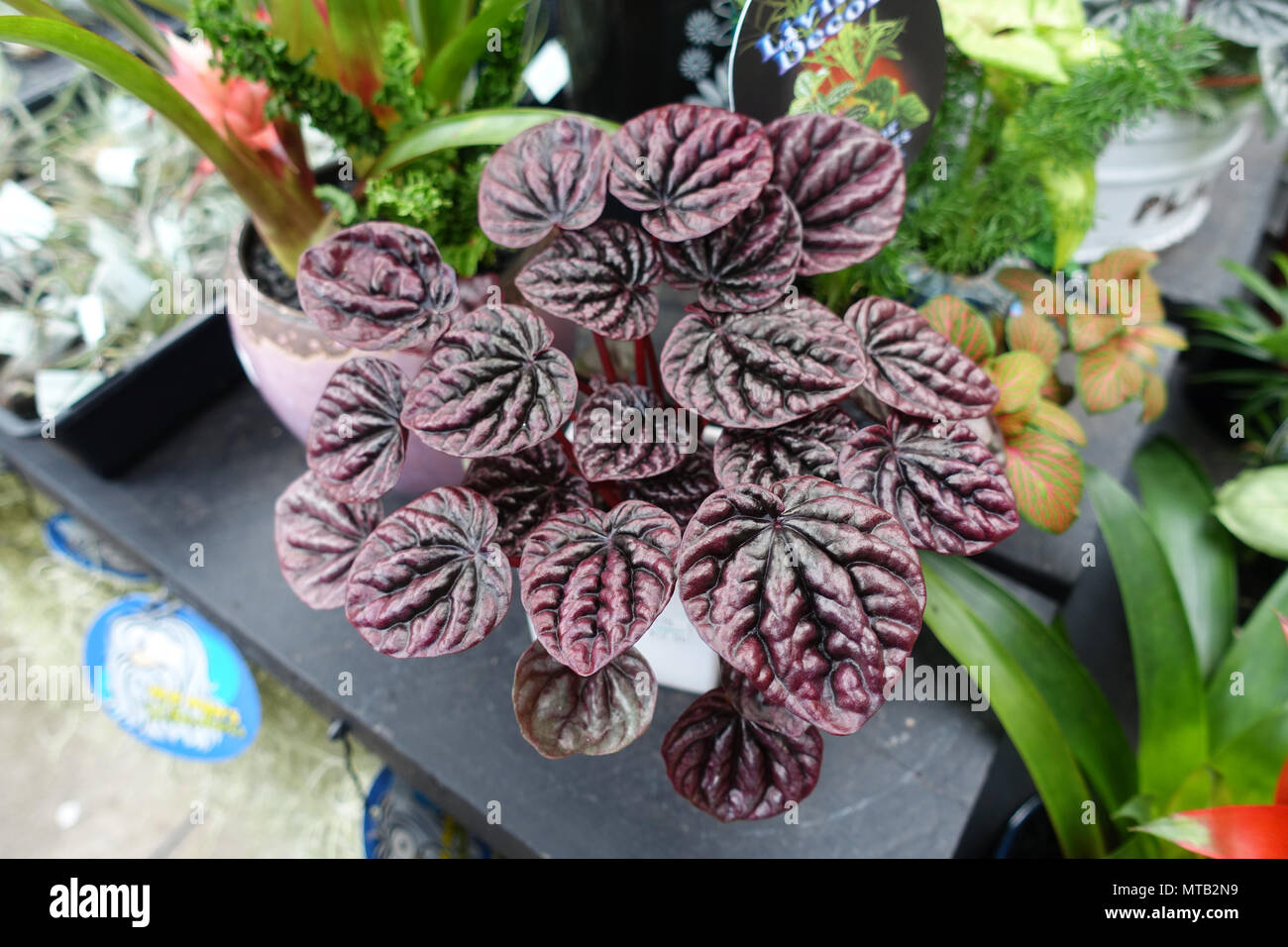 Peperomia caperata ou connu comme Schumi Red Banque D'Images