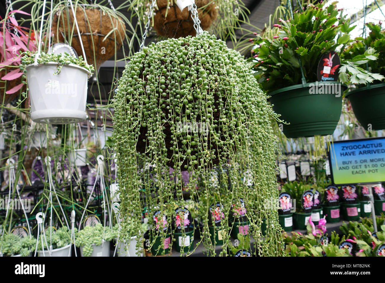 Senecio rowleyanus collier de perles de plus en plus succulents en suspension Banque D'Images