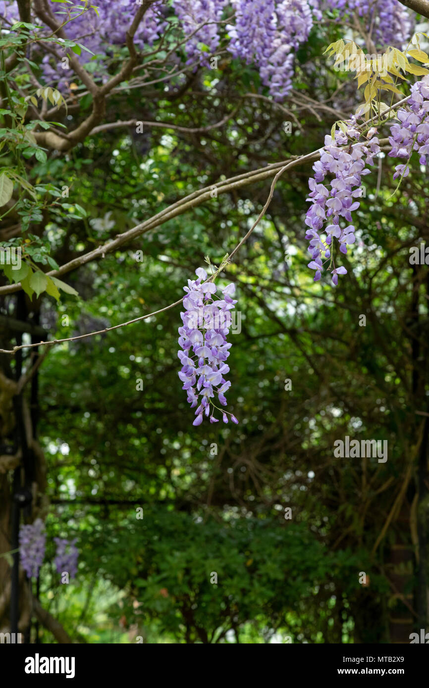 Wisteria sinensis. Glycine de Chine dans un jardin arbor. L'Angleterre Banque D'Images