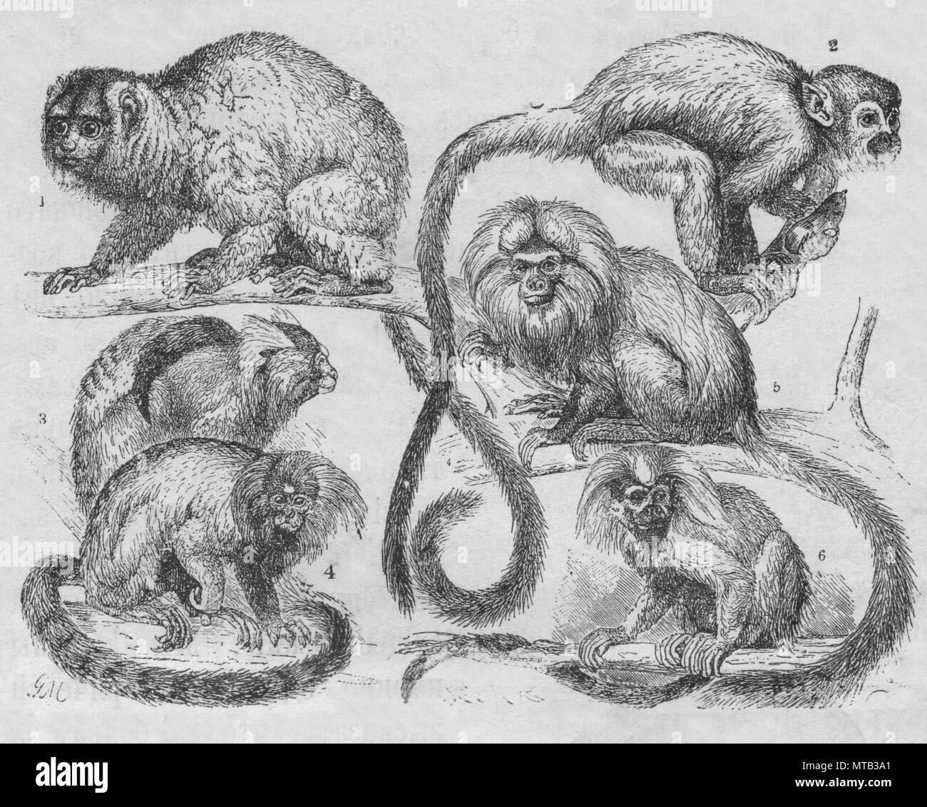 Singes américains.Illustration de 1900 . Owl 1 monkey.2 3 4 ouistiti singe-écureuil noir-ear 5 ouistiti ouistiti 6 Lion Tamarin top en coton. Banque D'Images