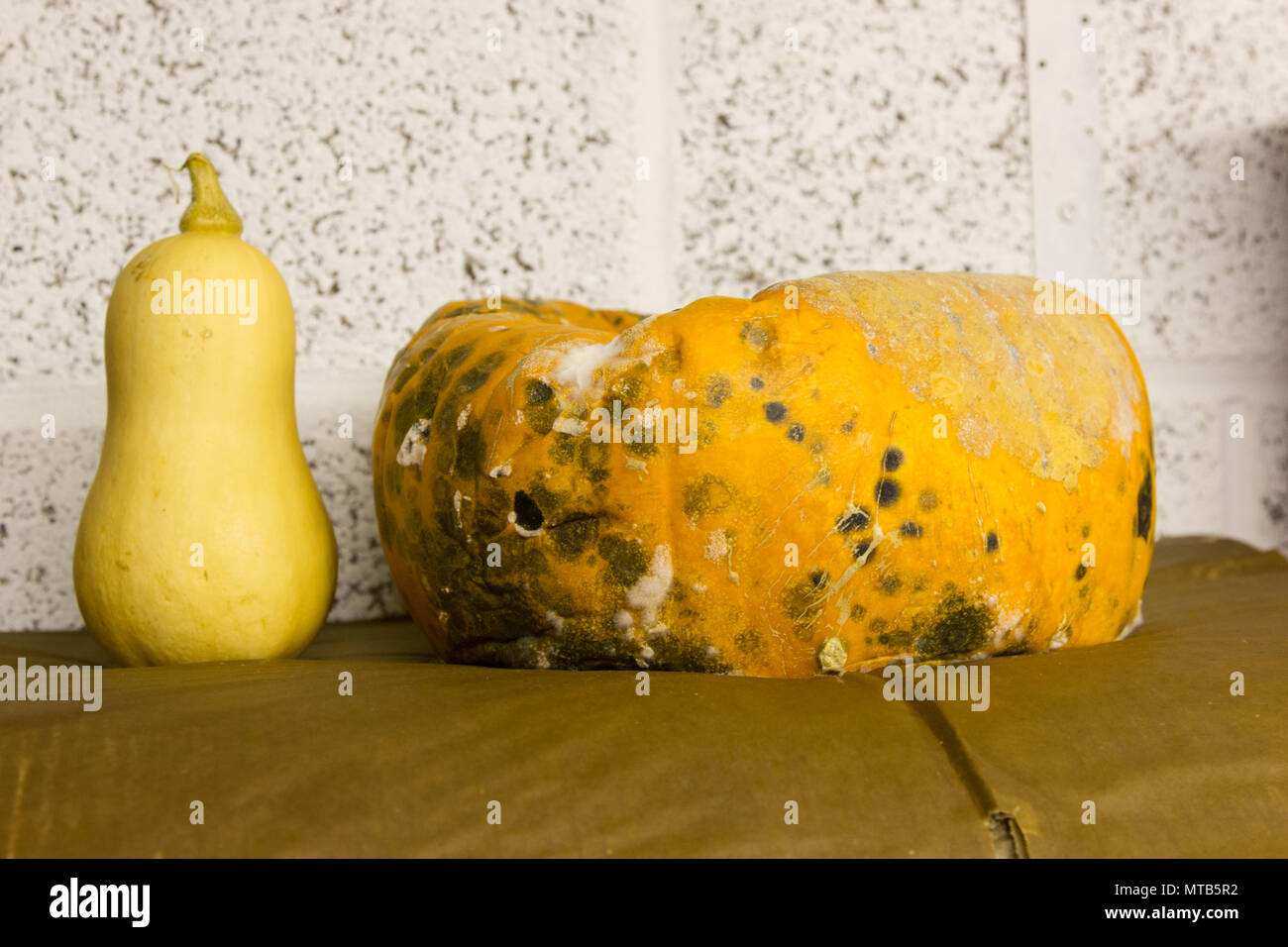 Un Butternsut au squash et une citrouille d'être stockée sur une étagère dans un garage Banque D'Images