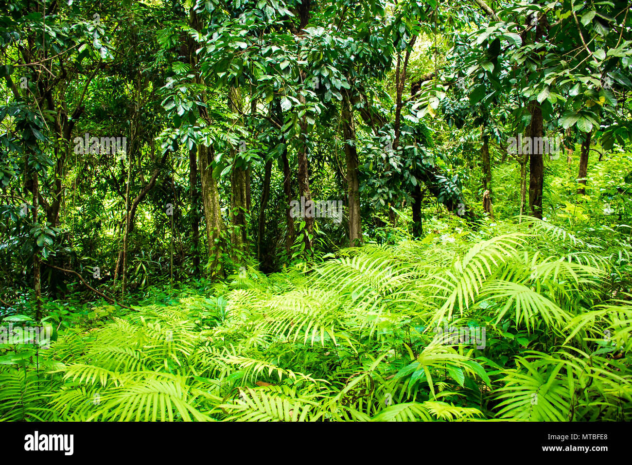 La Thaïlande avec de grands arbres de la forêt tropicale dans l'île de Koh Samui Banque D'Images
