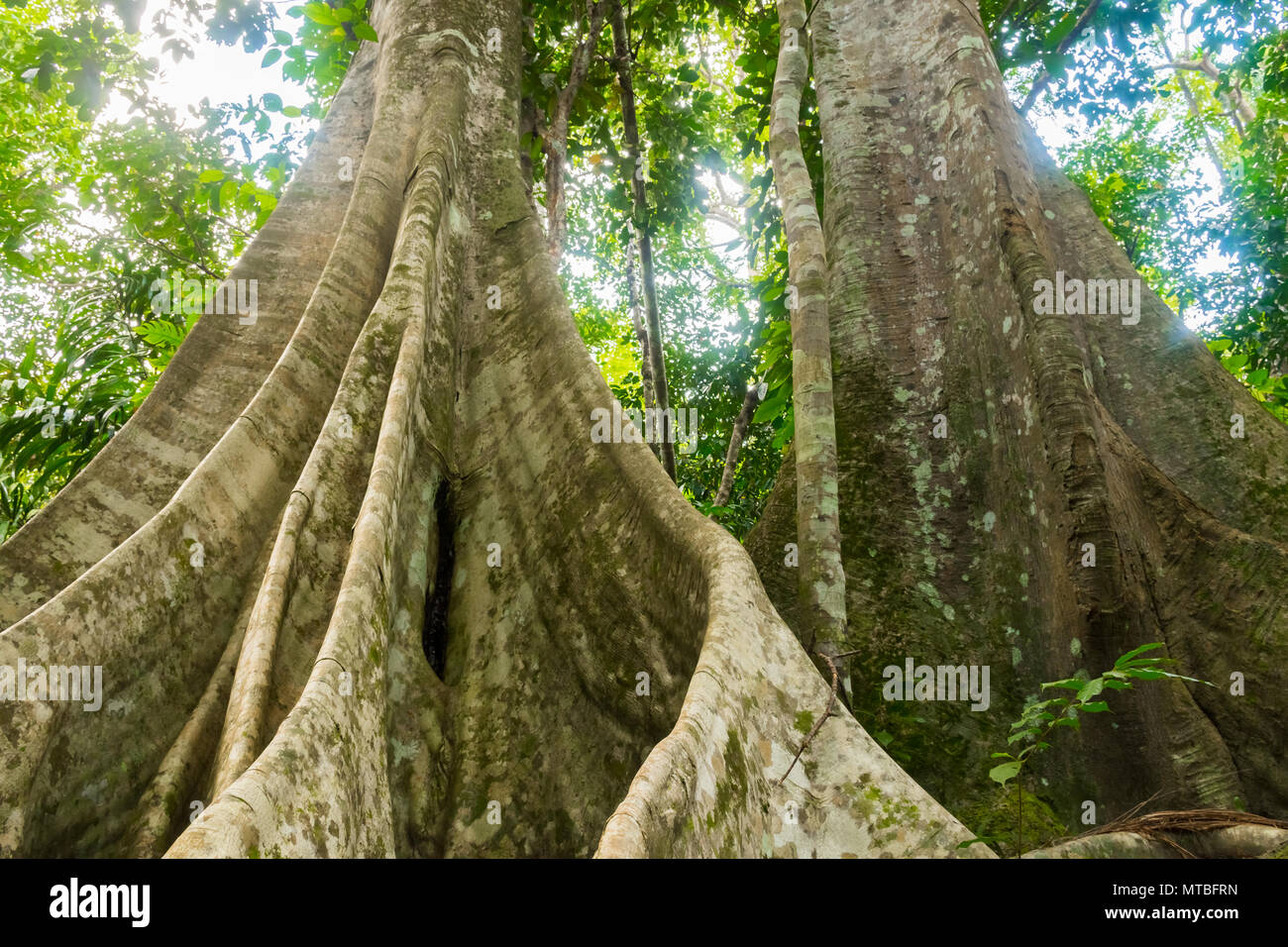 La Thaïlande avec de grands arbres de la forêt tropicale dans l'île de Koh Samui Banque D'Images