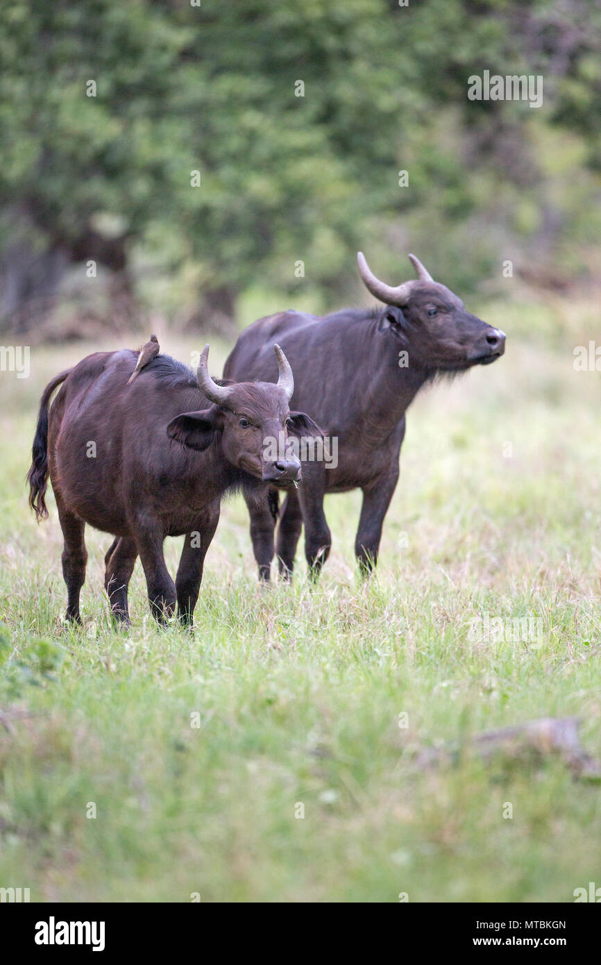 Buffalo (Syncerus caffer). Deux animaux immatures qui approche, sur la façon de boire le trou. Banque D'Images