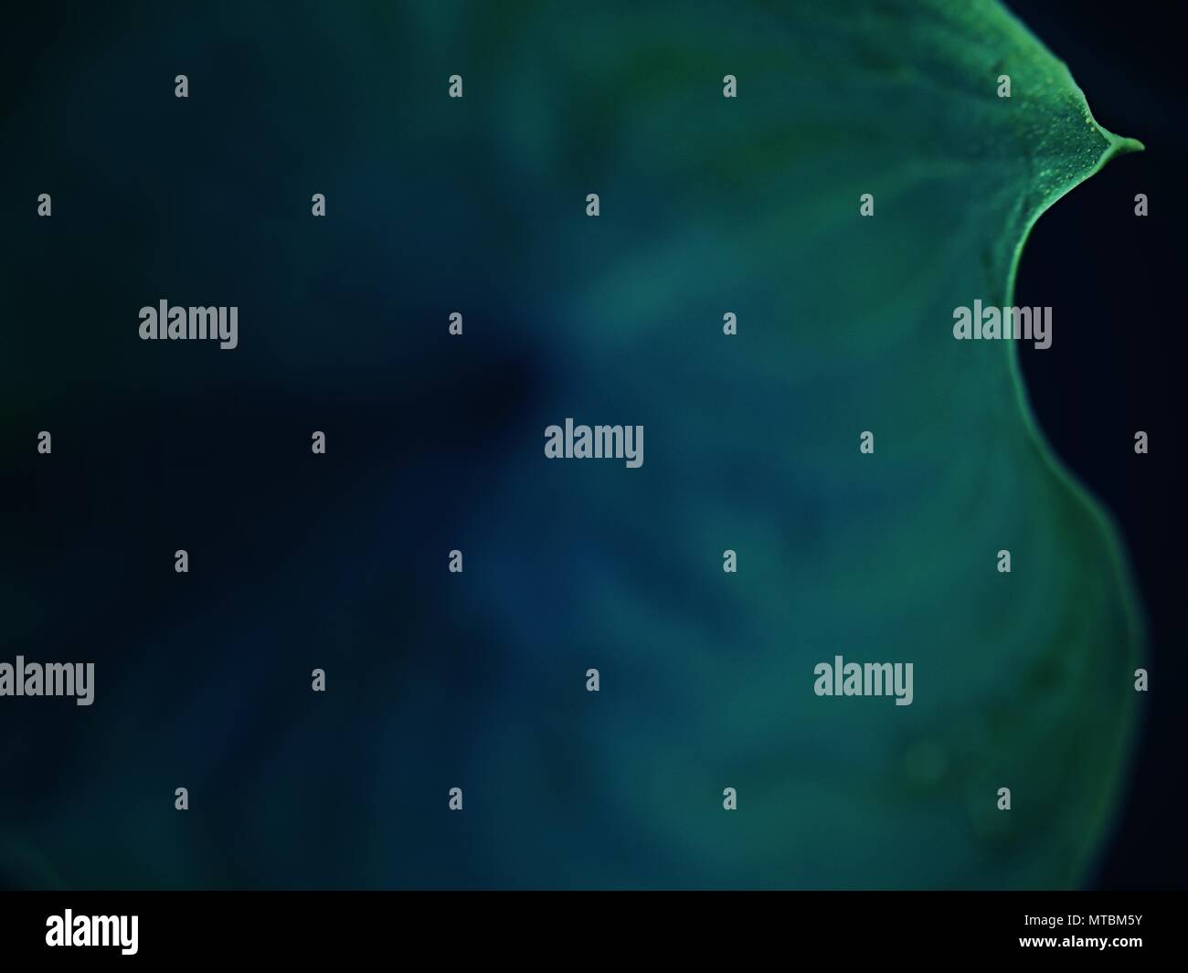 Contour des feuilles de l'hostа plan, une végétation luxuriante. Feuilles de couleur vert foncé d'une plante. Le hosta dans le jardin Banque D'Images