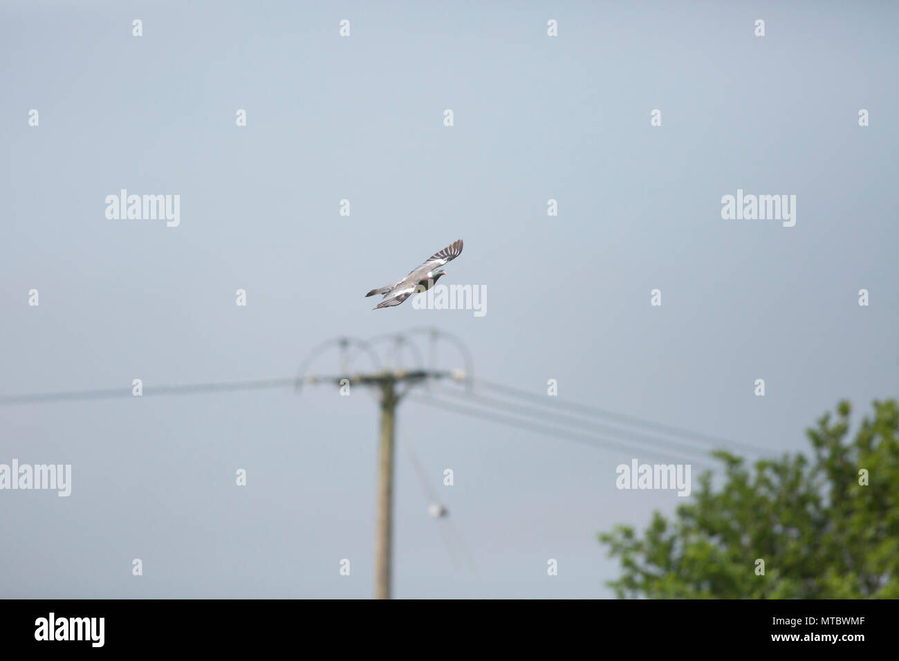 Un ramier, Columba palumbus, survolant prés sur le bord du carter. Ramier sont communes au Royaume-Uni et peut causer des dommages aux cultures. Gillingham Banque D'Images