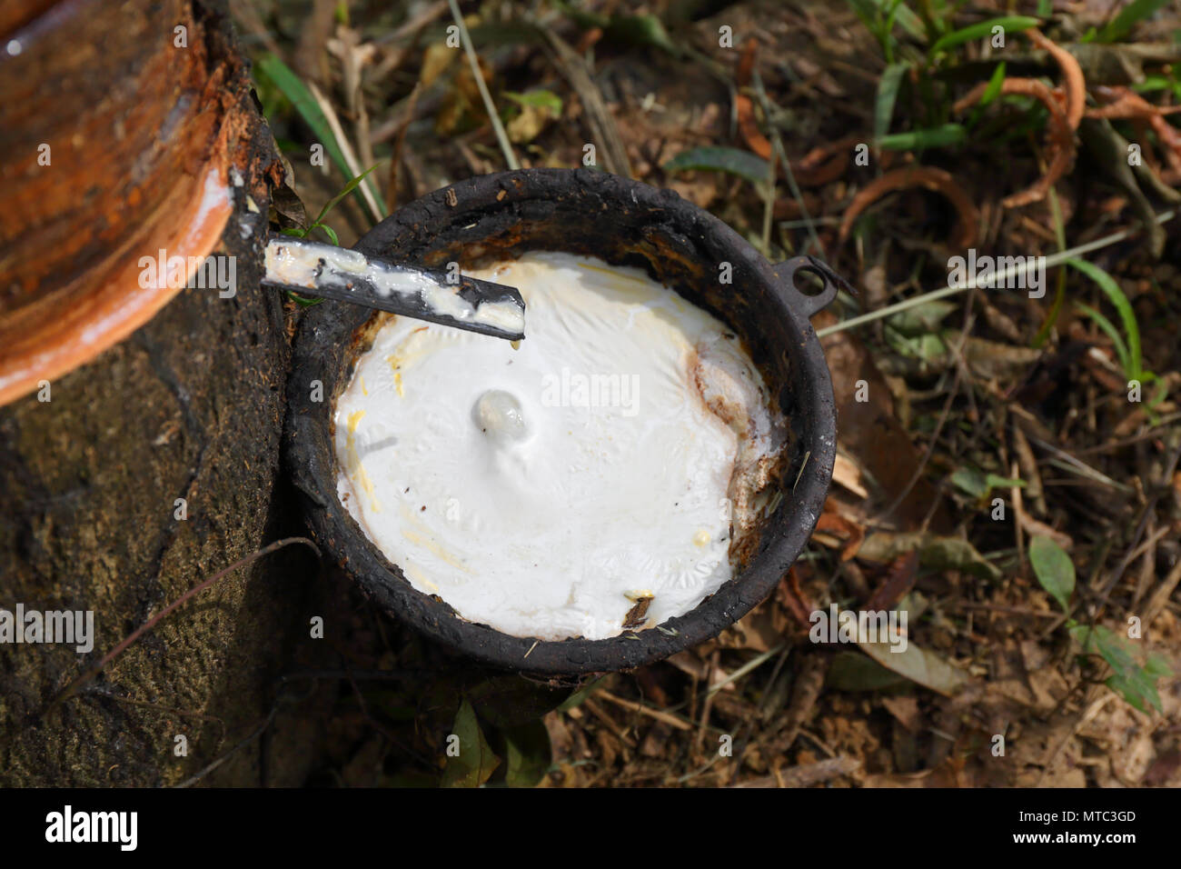 En latex naturel avec des gouttes d'arbre à caoutchouc Banque D'Images