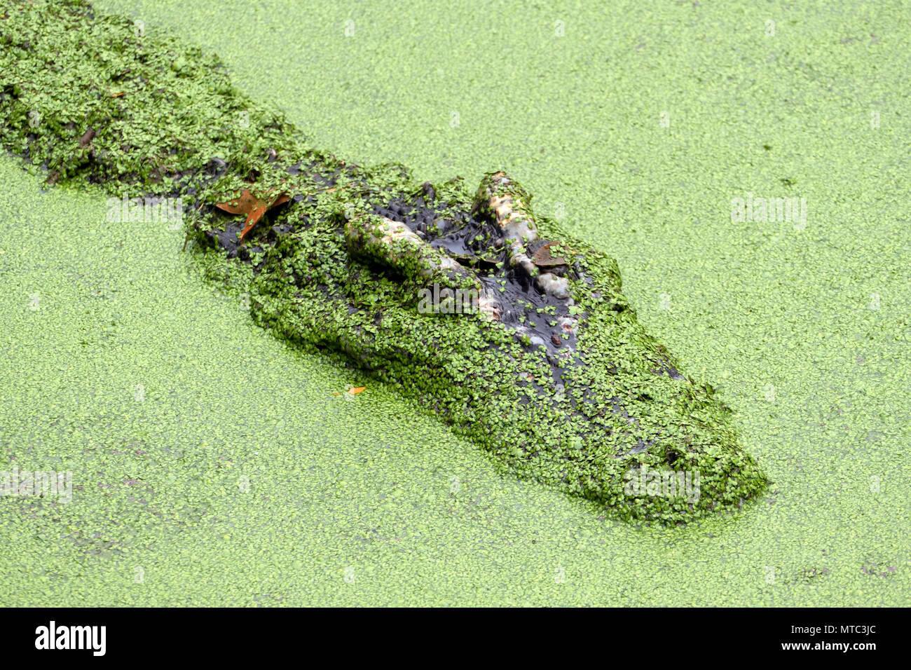 Tête de crocodile dans slime vert Banque D'Images